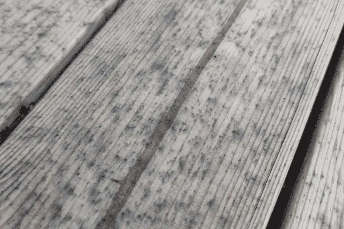 Close view of wooden boards with numerous black spots and visible wood grain.